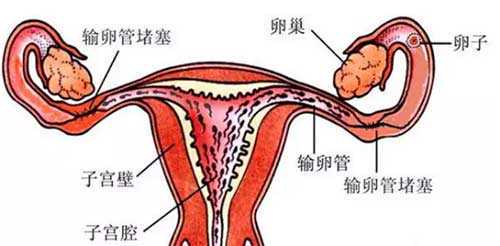 香港借卵试管婴儿代怀生子医院排名,想要去香港的人不要错过!,代孕哪里可以
